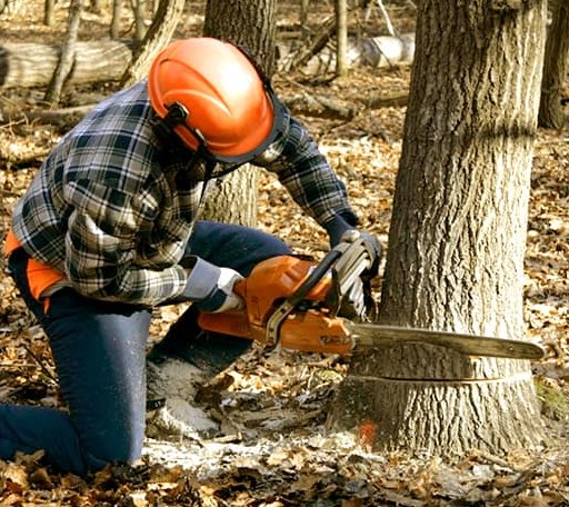 Tree Removal in Luray, KS